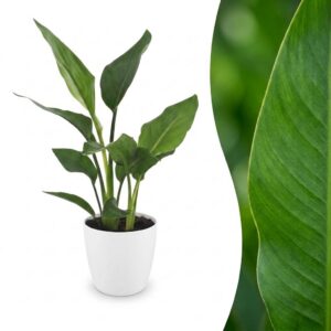 1e0f086e1f05434c8a4250dc0514a8ba338aa1a2ae6e4bcc9d7cadf05881850f.jpg Strelitzia Reginea – Paradiesvogelblume – mit Potter Weiß