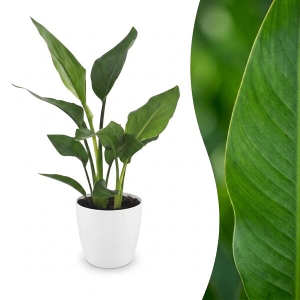 1e0f086e1f05434c8a4250dc0514a8ba338aa1a2ae6e4bcc9d7cadf05881850f.jpg Strelitzia Reginea – Paradiesvogelblume – mit Potter Weiß