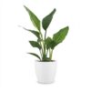 d4540c1ee6374ed99b31d61f545e26eb459e992030cc4b8bad9eb2d13a9c5434.jpg Strelitzia Reginea – Paradiesvogelblume – mit Potter Weiß