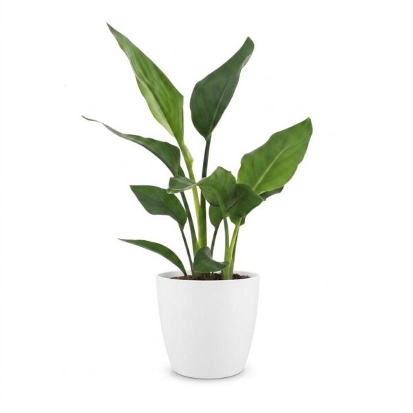 d4540c1ee6374ed99b31d61f545e26eb459e992030cc4b8bad9eb2d13a9c5434.jpg Strelitzia Reginea – Paradiesvogelblume – mit Potter Weiß