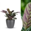 1ec3d38dd29b49ffb0b0c0333f61d60081cf4055481141a7bd914e76d83c27ee.jpg Ctenanthe Burle Marxii – Fischgrätenpflanze – mit Potter Grau