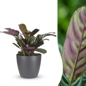 Ctenanthe Burle Marxii – Fischgrätenpflanze – mit Potter Grau