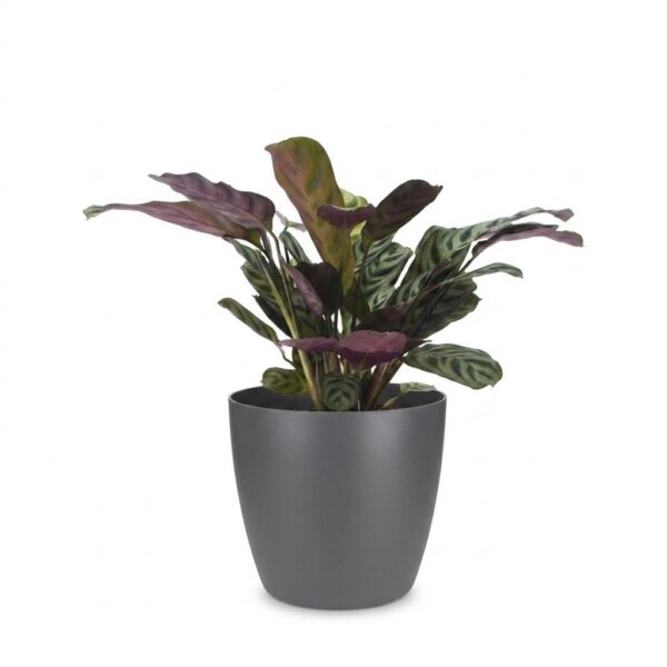 5647d4e0a047459d9f7afcdb6c21e695895532f41be742cca9b7b49c9a91deb5.jpg Ctenanthe Burle Marxii – Fischgrätenpflanze – mit Potter Grau