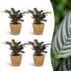 8858d73b574a48e596486604a048e1a8a297295be48542fba0469e18c0f12be6.jpg Ctenanthe Burle Marxii – Fischgrätenpflanze – 4 Pflanzen – mit Korb