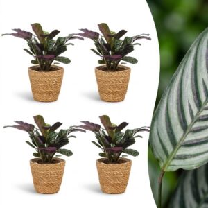 Ctenanthe Burle Marxii – Fischgrätenpflanze – 4 Pflanzen – mit Korb