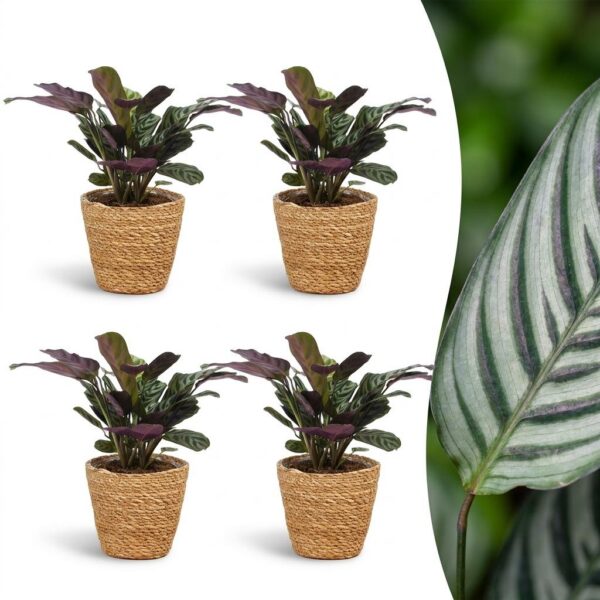 8858d73b574a48e596486604a048e1a8a297295be48542fba0469e18c0f12be6.jpg Ctenanthe Burle Marxii – Fischgrätenpflanze – 4 Pflanzen – mit Korb