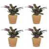 c3861ad75e334555a829405c99ab6a16d587552ca6ae4a49ab168493f0379331.jpg Ctenanthe Burle Marxii – Fischgrätenpflanze – 4 Pflanzen – mit Korb