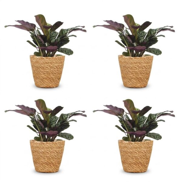 c3861ad75e334555a829405c99ab6a16d587552ca6ae4a49ab168493f0379331.jpg Ctenanthe Burle Marxii – Fischgrätenpflanze – 4 Pflanzen – mit Korb