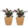 a61f9372c8ae48a5bd48ca998c0f3e61c18cde1035af41498b0bb1742be08802.jpg Ctenanthe Burle Marxii – Fischgrätenpflanze – 2 Pflanzen – mit Korb