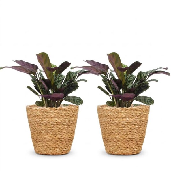 a61f9372c8ae48a5bd48ca998c0f3e61c18cde1035af41498b0bb1742be08802.jpg Ctenanthe Burle Marxii – Fischgrätenpflanze – 2 Pflanzen – mit Korb