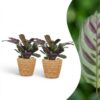 ec9d0311d7804aebb7ce5b93e1d40f0d12bec937ee504bc3a24eeabc33d1ab1b.jpg Ctenanthe Burle Marxii – Fischgrätenpflanze – 2 Pflanzen – mit Korb