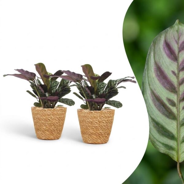 ec9d0311d7804aebb7ce5b93e1d40f0d12bec937ee504bc3a24eeabc33d1ab1b.jpg Ctenanthe Burle Marxii – Fischgrätenpflanze – 2 Pflanzen – mit Korb