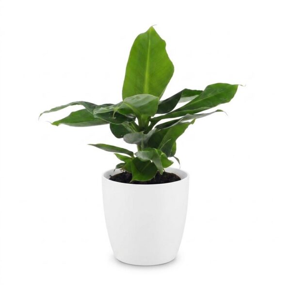 140efbb2b50943879e1bed18c37d13813b8c2fa53da74c5e90e8b6882ab5300f.jpg Musa Oriental Dwarf – Zwergbanane – mit Potter Weiß
