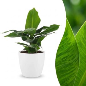 Musa Oriental Dwarf – Zwergbanane – mit Potter Weiß