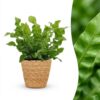 36769cce1f964f6fa7313272eff270816f9f77511a4d4336855bd58e21bb7c79.jpg Asplenium Crispy Wave – Asplenium Crispy Wave – mit Korb