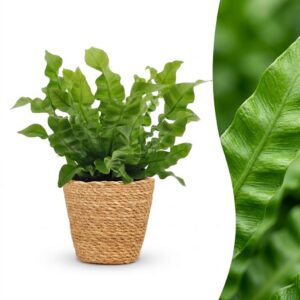 Asplenium Crispy Wave – Asplenium Crispy Wave – mit Korb