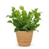 ce0c8e497f614d338957cbbba0c2acdaa7a3fc4a4c084a0da7230b1188fcc3c4.jpg Asplenium Crispy Wave – Asplenium Crispy Wave – mit Korb