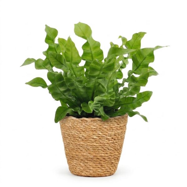 ce0c8e497f614d338957cbbba0c2acdaa7a3fc4a4c084a0da7230b1188fcc3c4.jpg Asplenium Crispy Wave – Asplenium Crispy Wave – mit Korb