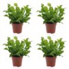 d1438150fcb040b6af76a8b362a7bf48d952052ac6c342aba460e68d7833a37d.jpg Asplenium Crispy Wave – Asplenium Crispy Wave – 4 Pflanzen