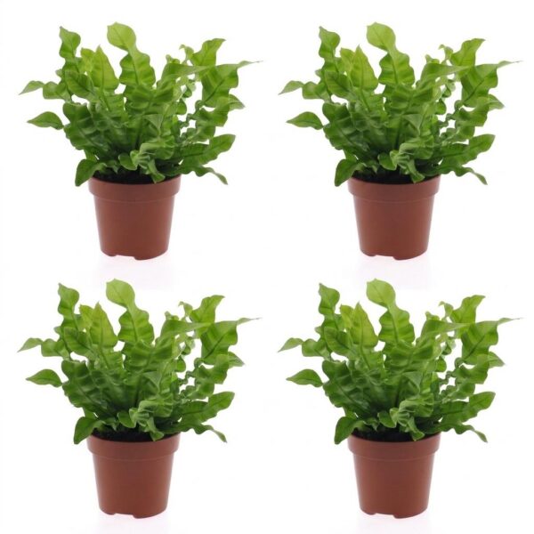 d1438150fcb040b6af76a8b362a7bf48d952052ac6c342aba460e68d7833a37d.jpg Asplenium Crispy Wave – Asplenium Crispy Wave – 4 Pflanzen