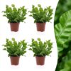 de36279e27ad431e9ed77685d14c4e05c0ca0d8f39064e908441994c3717dec2.jpg Asplenium Crispy Wave – Asplenium Crispy Wave – 4 Pflanzen