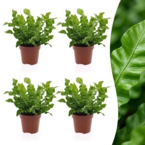 Asplenium Crispy Wave – Asplenium Crispy Wave – 4 Pflanzen