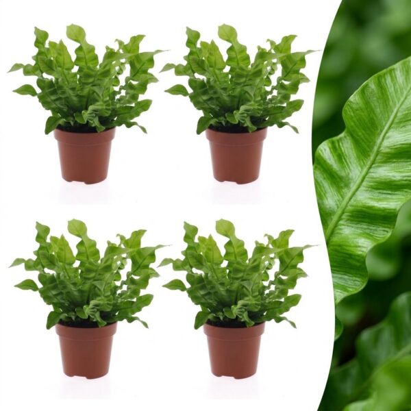 de36279e27ad431e9ed77685d14c4e05c0ca0d8f39064e908441994c3717dec2.jpg Asplenium Crispy Wave – Asplenium Crispy Wave – 4 Pflanzen