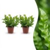 0aa6092fd7344f2aae39ee9c53e1e1d7df85ef9f50fa4f4498b2a909813dd390.jpg Asplenium Crispy Wave – Asplenium Crispy Wave – 2 Pflanzen