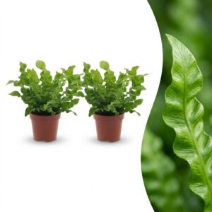 Asplenium Crispy Wave – Asplenium Crispy Wave – 2 Pflanzen