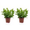 c2a3540f84d54096867f94c6b19f74e874e19f1a64bd4ae581b013f1401f2ba2.jpg Asplenium Crispy Wave – Asplenium Crispy Wave – 2 Pflanzen