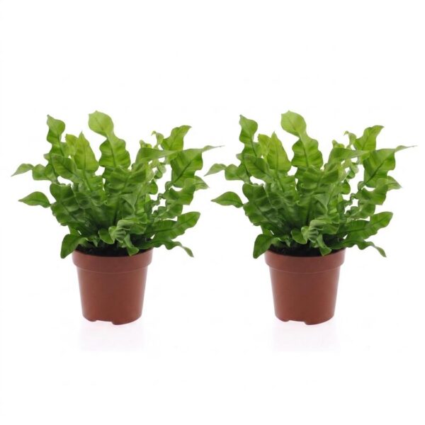 c2a3540f84d54096867f94c6b19f74e874e19f1a64bd4ae581b013f1401f2ba2.jpg Asplenium Crispy Wave – Asplenium Crispy Wave – 2 Pflanzen