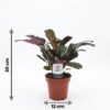41a8ae6c601f425db8347aad52912eeebd4adc2a1ce64995a2831097a331658f.jpg Ctenanthe Burle Marxii – Fischgrätenpflanze – 4 Pflanzen – mit weißem Topf