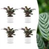 50badf6cb99f49c0b97e6cb981f96f41bdb2d17650a442b5af5712ee7f9b3582.jpg Ctenanthe Burle Marxii – Fischgrätenpflanze – 4 Pflanzen – mit weißem Topf
