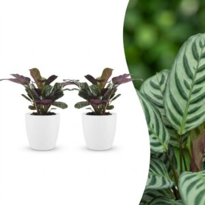 Ctenanthe Burle Marxii – Fischgrätenpflanze – 2 Pflanzen – mit weißem Topf