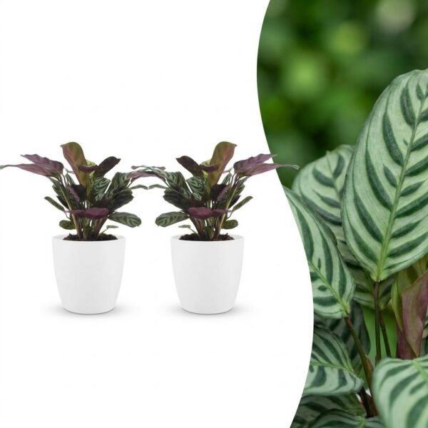 90d5853bffc544fb9650bc2e5ecd32acdf6d793b3a584625ab3cf377d8ce736e.jpg Ctenanthe Burle Marxii – Fischgrätenpflanze – 2 Pflanzen – mit weißem Topf