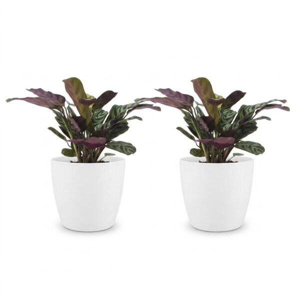 977d65bf04ad47f7b17392d7ae00cb5802a23377a333487394cadbbf1cef9f8f.jpg Ctenanthe Burle Marxii – Fischgrätenpflanze – 2 Pflanzen – mit weißem Topf