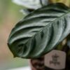 09127e659fa7437daa1d46fbf4c76a3286eeddcc6d2d4c32876c7fab635c48ba.jpg Ctenanthe Burle Marxii – Fischgrätenpflanze – mit „Potter Wit“