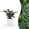 de173423ef404734940459d558a62794e90d51c84f0e467f8d29ef9e1814478c.jpg Ctenanthe Burle Marxii – Fischgrätenpflanze – mit „Potter Wit“