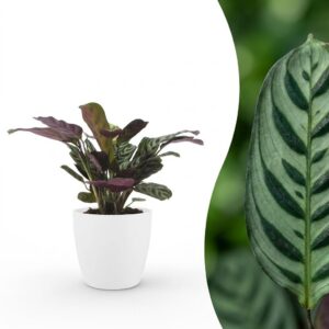 Ctenanthe Burle Marxii – Fischgrätenpflanze – mit „Potter Wit“