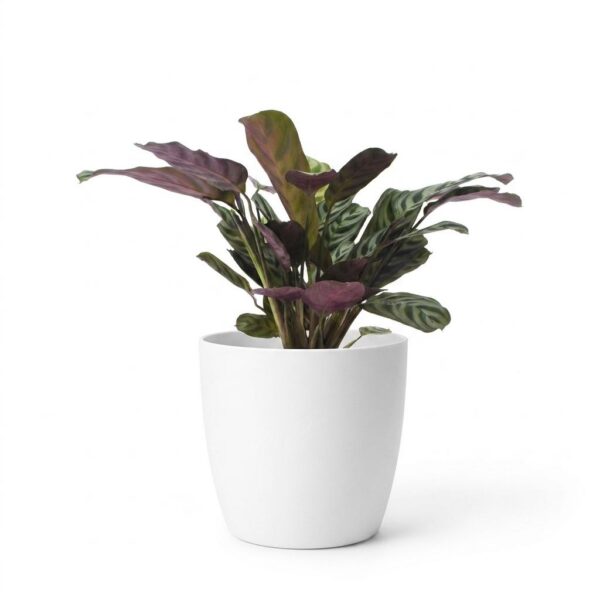 f2df301b6afd41b4b283fe54d97ca40bb6419a082e004628a40781cc3d79577f.jpg Ctenanthe Burle Marxii – Fischgrätenpflanze – mit „Potter Wit“