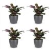 35fbeeff42ab4bee96c0bd7422438a3b1ab876f2e9c94c3287203784cf0d1018.jpg Ctenanthe Burle Marxii – Fischgrätenpflanze – 4 Pflanzen – mit grauem Topf