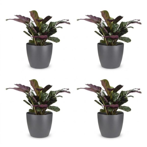 35fbeeff42ab4bee96c0bd7422438a3b1ab876f2e9c94c3287203784cf0d1018.jpg Ctenanthe Burle Marxii – Fischgrätenpflanze – 4 Pflanzen – mit grauem Topf