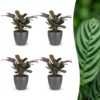 a303ea9f9364458ab3536f373f3265ec3ab7ce0c819e4feebe6c671dc8b68261.jpg Ctenanthe Burle Marxii – Fischgrätenpflanze – 4 Pflanzen – mit grauem Topf