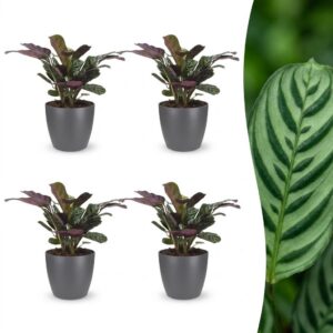 Ctenanthe Burle Marxii – Fischgrätenpflanze – 4 Pflanzen – mit grauem Topf
