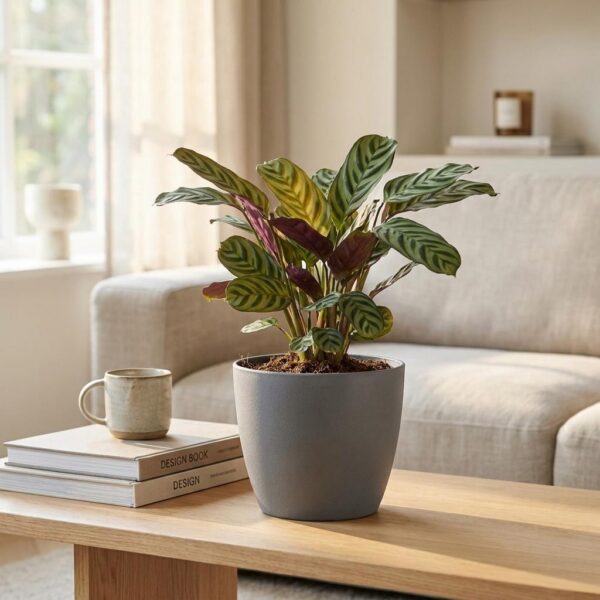 abad813789e34767984671b197edc7d10e6f6ae4217f4a069123c5bb596b842b.jpg Ctenanthe Burle Marxii – Fischgrätenpflanze – 4 Pflanzen – mit grauem Topf