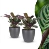 4278db73cdd047e2879d1bfb3f068fb94ea0ca2b639249a5bcb0c008bd44af7b.jpg Ctenanthe Burle Marxii – Fischgrätenpflanze – 2 Pflanzen – mit grauem Topf