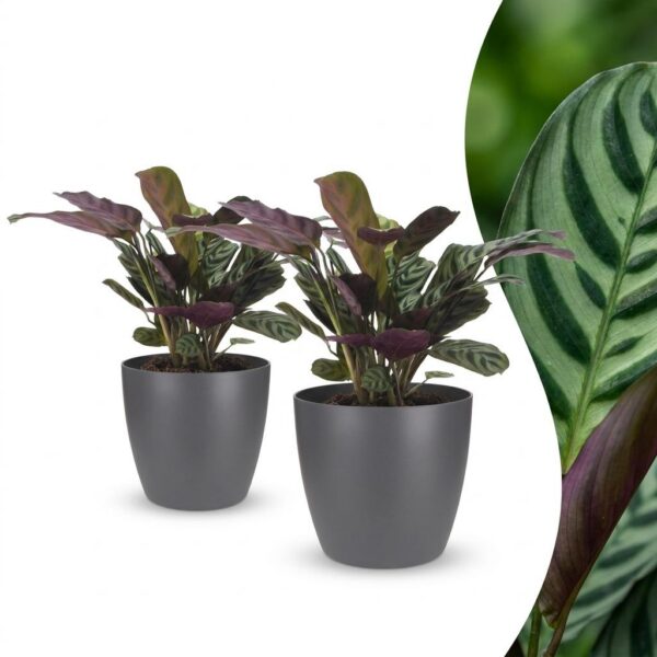 4278db73cdd047e2879d1bfb3f068fb94ea0ca2b639249a5bcb0c008bd44af7b.jpg Ctenanthe Burle Marxii – Fischgrätenpflanze – 2 Pflanzen – mit grauem Topf