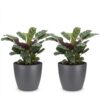 5a0906efff3643bfaf6beeb937a77e75dce2db06f9334ca6a0e6c78aa5001d26.jpg Ctenanthe Burle Marxii – Fischgrätenpflanze – 2 Pflanzen – mit grauem Topf
