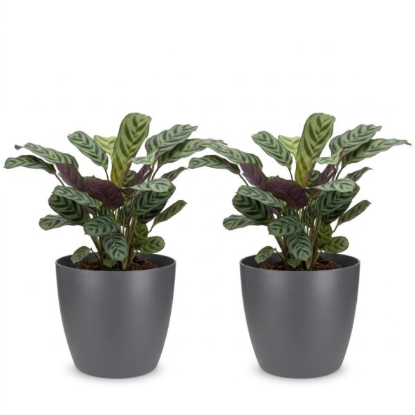 5a0906efff3643bfaf6beeb937a77e75dce2db06f9334ca6a0e6c78aa5001d26.jpg Ctenanthe Burle Marxii – Fischgrätenpflanze – 2 Pflanzen – mit grauem Topf