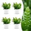 c5a56a14310f47c8a9688325bdbe1660c19fd0140812491185dbc4e70da29363.jpg Asplenium Crispy Wave – Asplenium Crispy Wave – 4 Pflanzen – mit weißem Topf